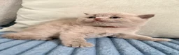 British Shorthair cats for sale: Cuteness beautiful British Shorthair kittens - Advert 9