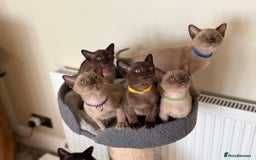 Burmese cats for sale: Stunning Beautiful Burnese  - Advert 10