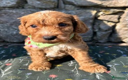 Cockapoo dogs for sale: Cockapoo puppies - Image 8