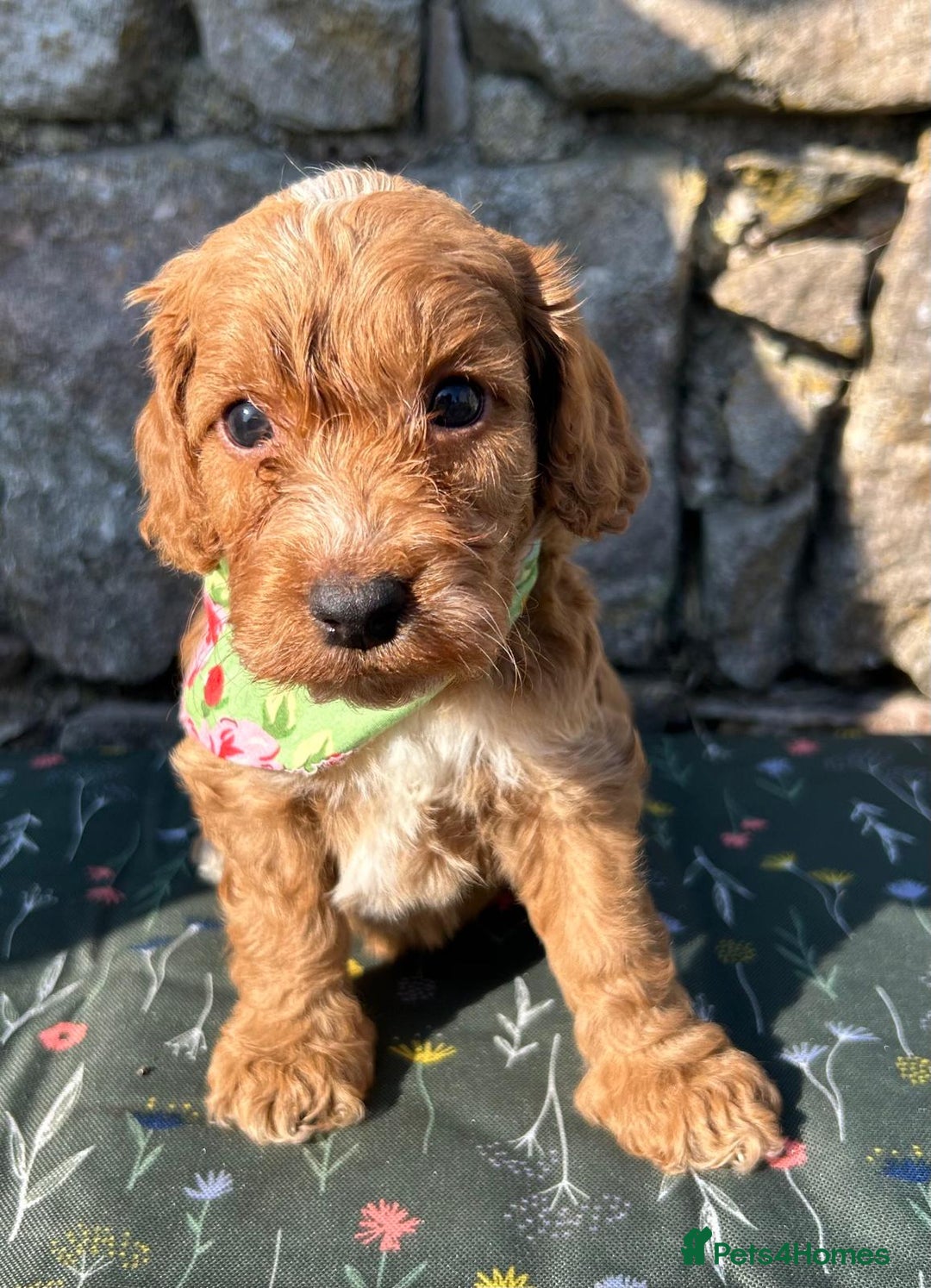 Cockapoo dogs for sale: Cockapoo puppies - Image 8