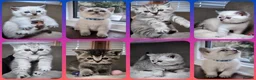 British Shorthair cats for sale: BSH 🩷🩵 READY to RESERVE  - Advert 1