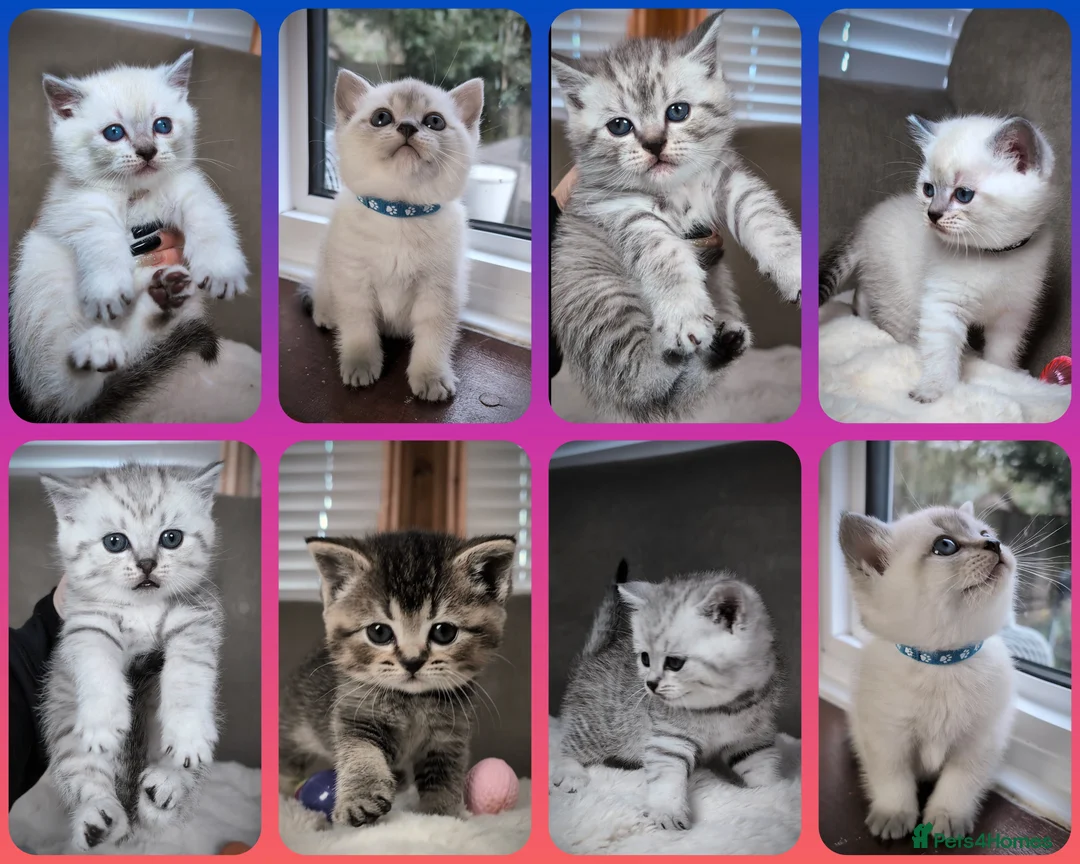 British Shorthair cats for sale: BSH 🩷🩵 READY to RESERVE  - Advert 1