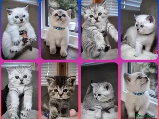 British Shorthair cats BSH 🩷🩵 READY to RESERVE - Advert 4