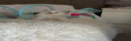 Ragdoll cats for sale: Pedigree show quality kitten Ragdolls 💝 - Advert 3