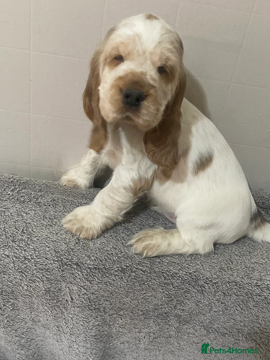 Cocker Spaniel dogs for sale: ‘Show Type’ Cocker Spaniel Puppies. KC Registered. - Advert 19