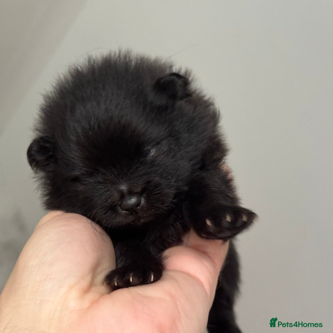 Pomeranian dogs for sale: Four adorable fluffy Pomeranian puppie - Image 16