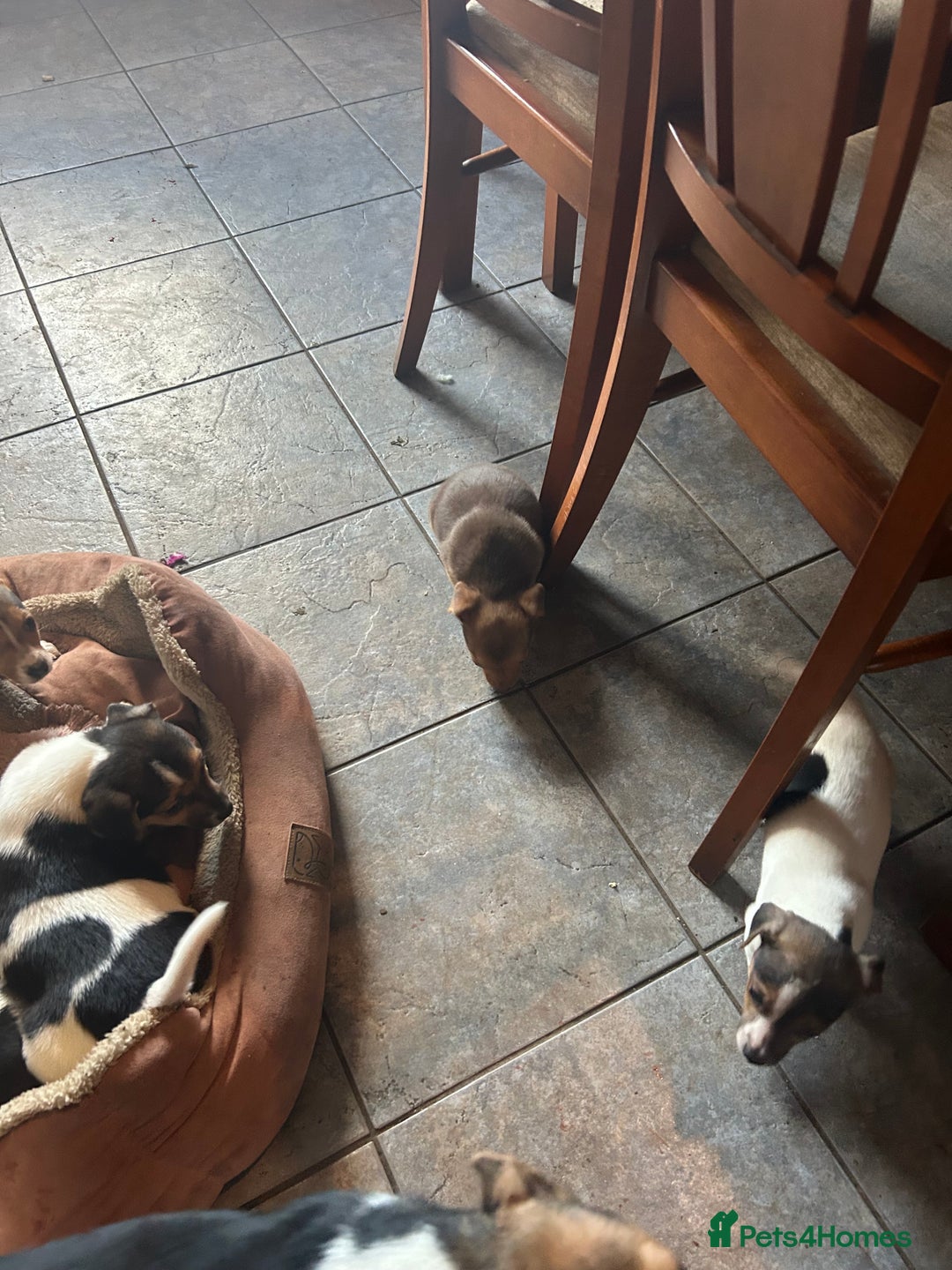 Jack Russell dogs for sale: Jack Russell pups  - Image 3