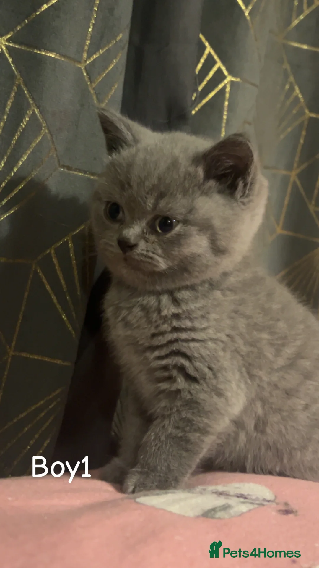British Shorthair cats for sale: Beautiful BSH Kittens / GCCF registered  - Advert 17