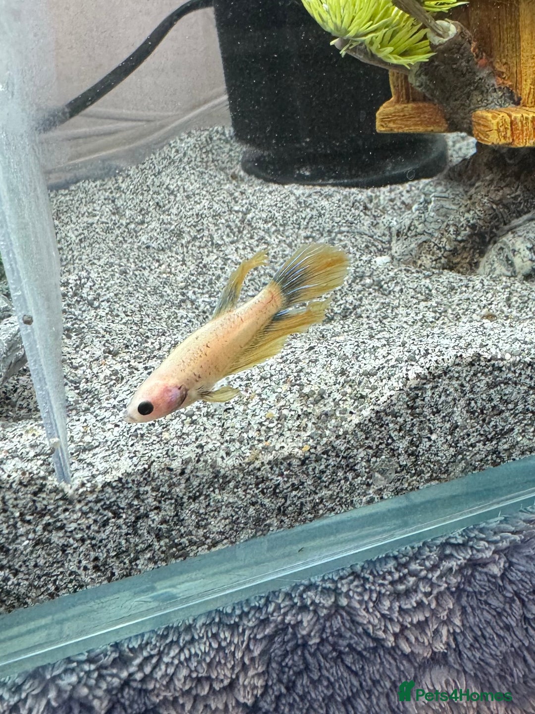 Bettas fish for sale: Male and female bettas for sale - Advert 7