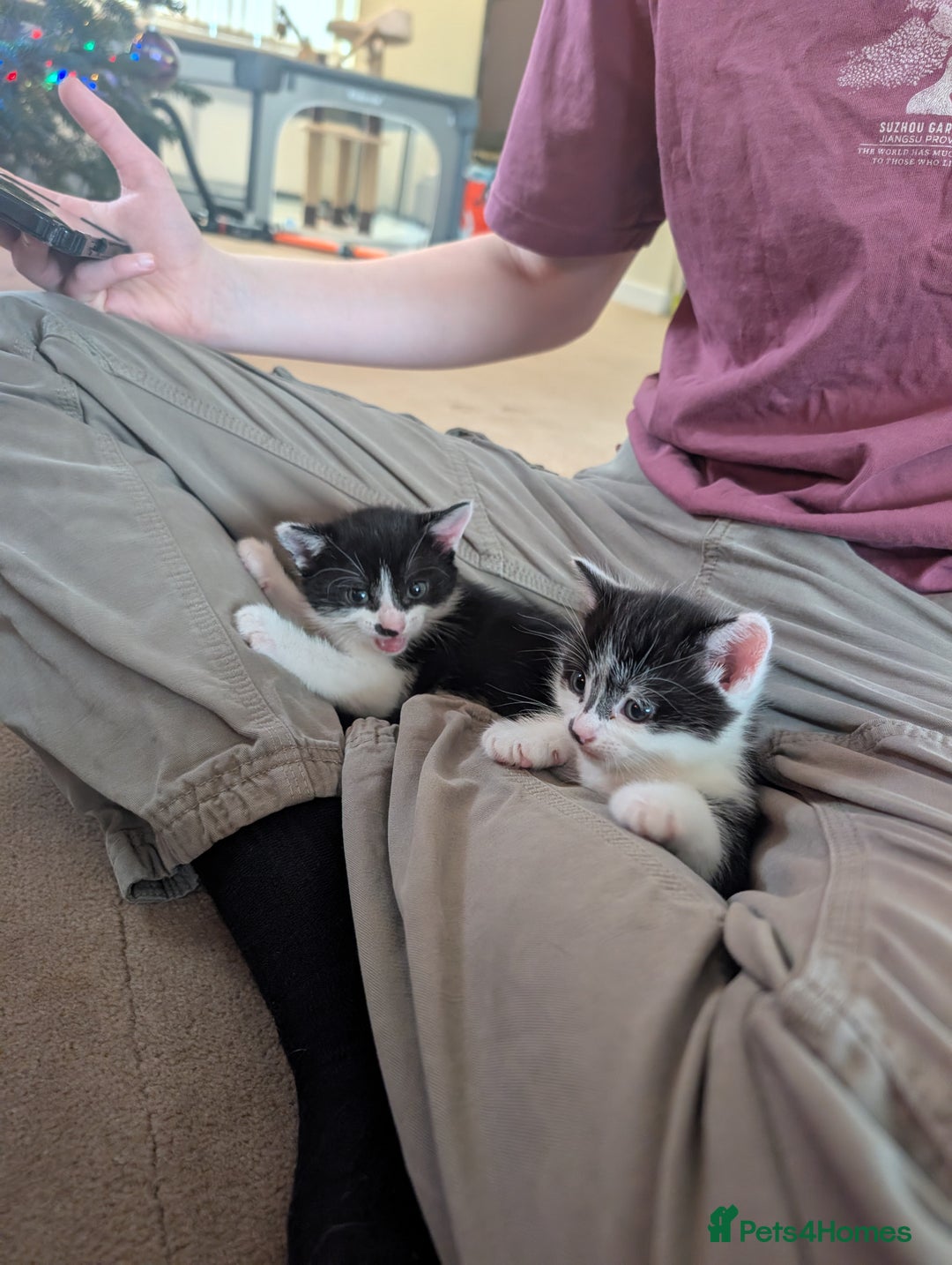 Mixed Breed cats for sale: Kittens - Advert 7