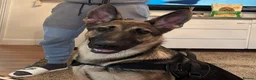Mixed Breed dogs for sale: Bella - German shepherd x Belgian mallinoi in Borehamwood - Advert 1