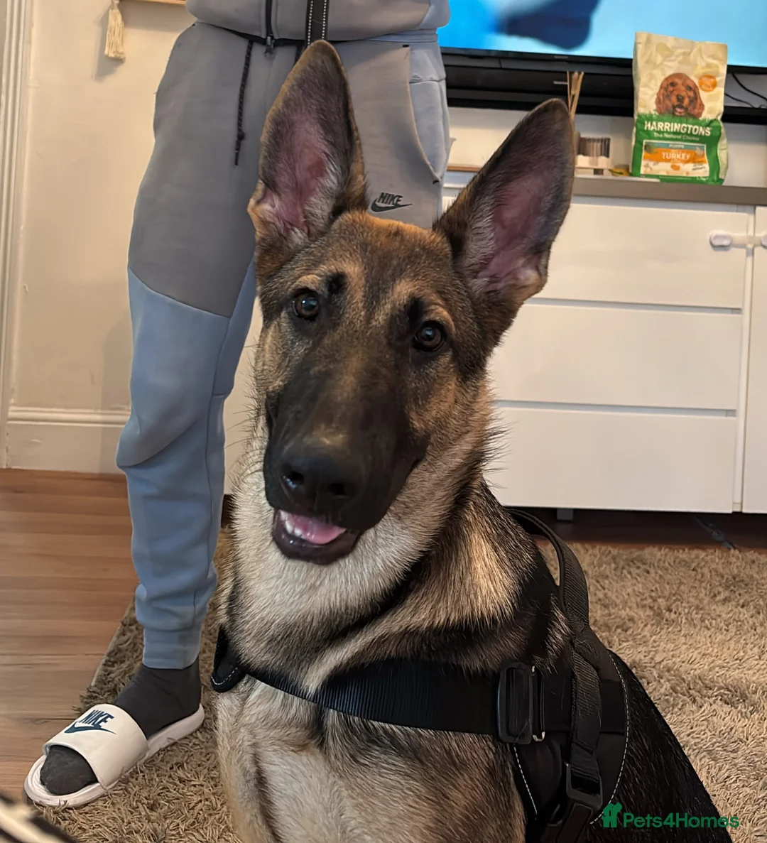 Mixed Breed dogs for sale: Bella - German shepherd x Belgian mallinoi in Borehamwood - Advert 1
