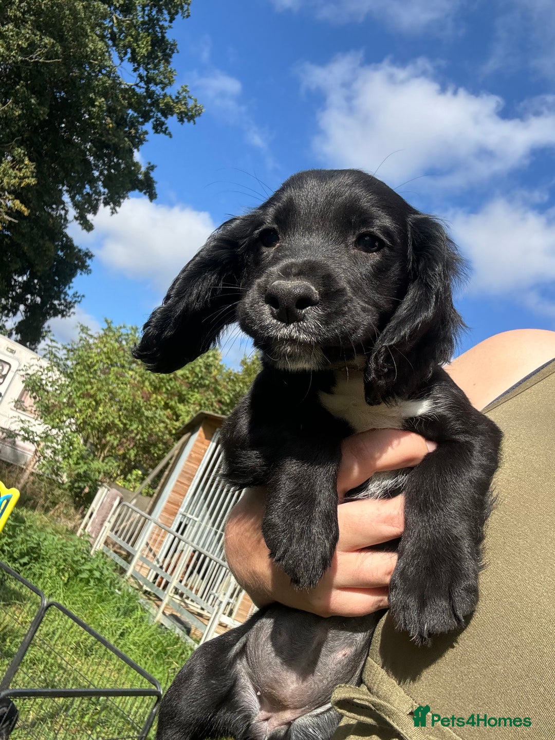Sprocker dogs for sale: Last F1 sprocker boy ready now - Image 5