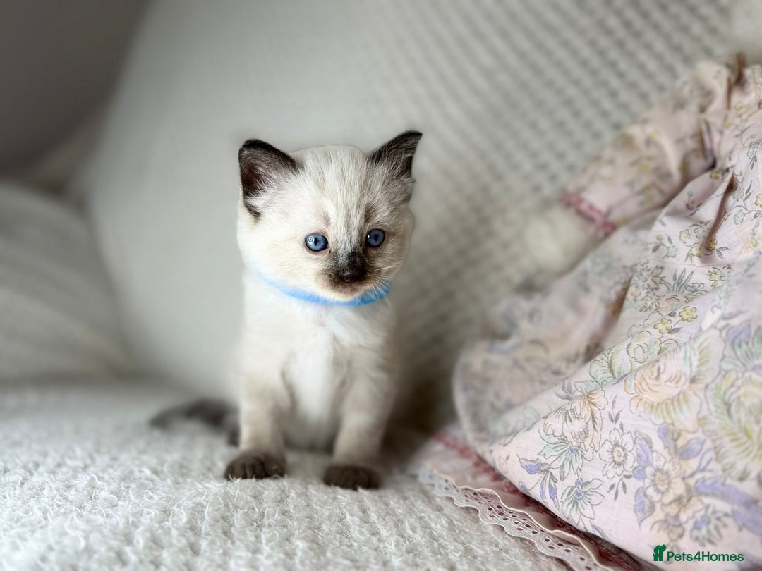 Ragdoll cats for sale: Stunning ragdoll kittens for sale  - Image 22