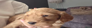 Cockapoo 2