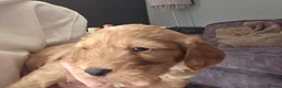 Cockapoo dogs for sale: Beautiful litter of cockerpoos - Advert 4