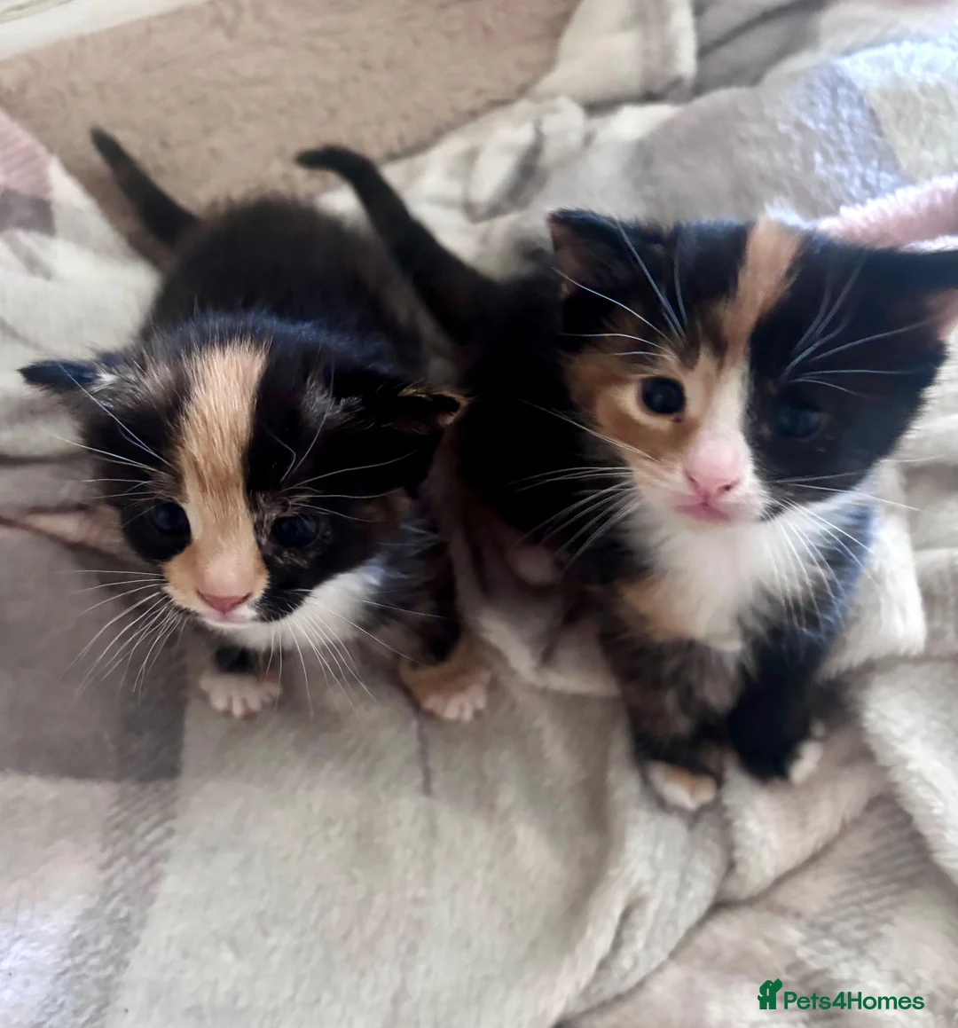 Mixed Breed cats for sale: Gorgeous calico kittens 🐾  - Advert 1