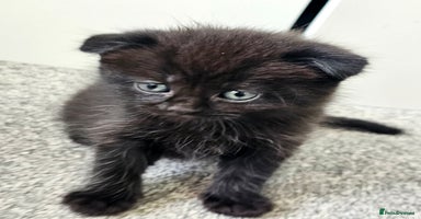 Mixed Breed cats - Advert 7
