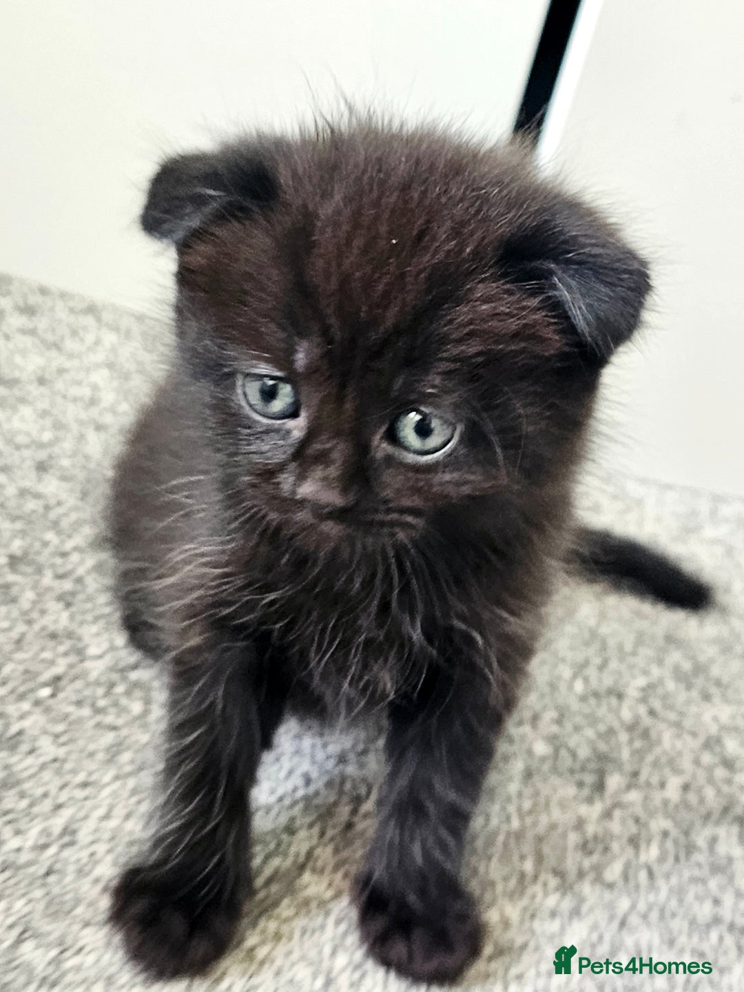 Mixed Breed cats for sale: Scottish Fold Mix Kittens –Ready 16th August 🐾 - Image 4