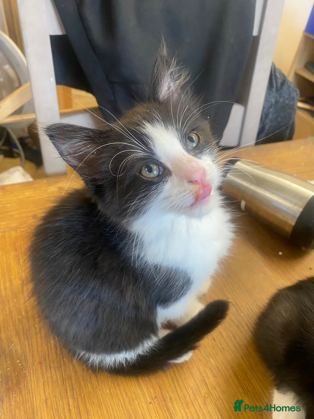 Mixed Breed cats for sale: Kittens for sale  - Advert 2