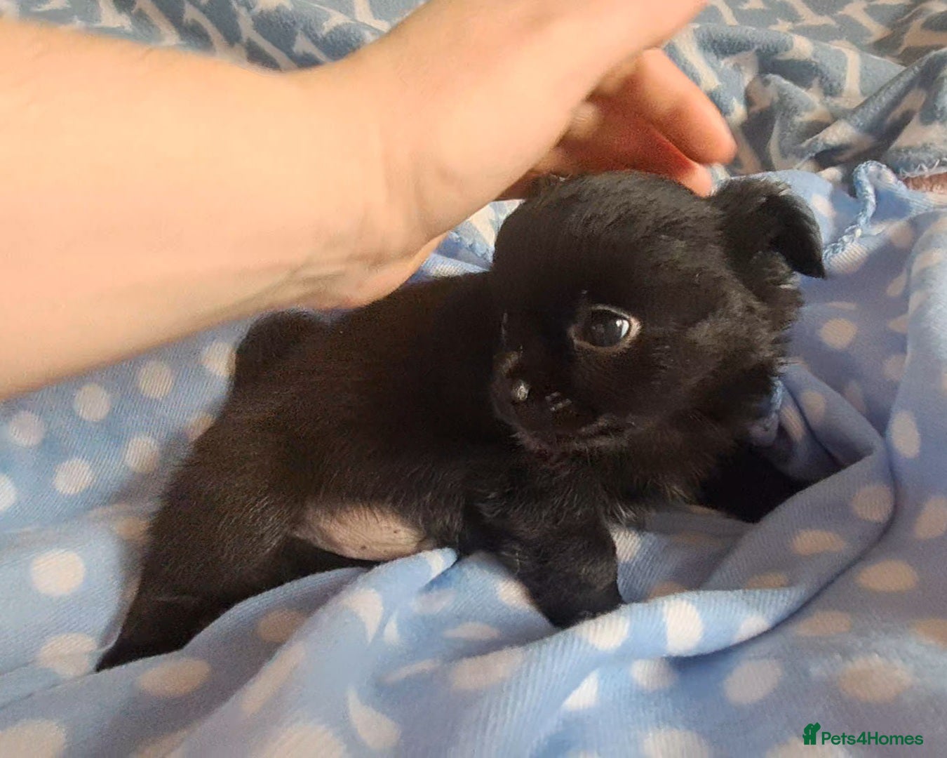 Chihuahua dogs *Ready 28th Jan* Long Coat Chihuahua puppies  - Advert 9