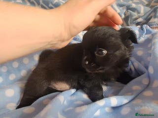 Chihuahua dogs *Ready 28th Jan* Long Coat Chihuahua puppies - Advert 9