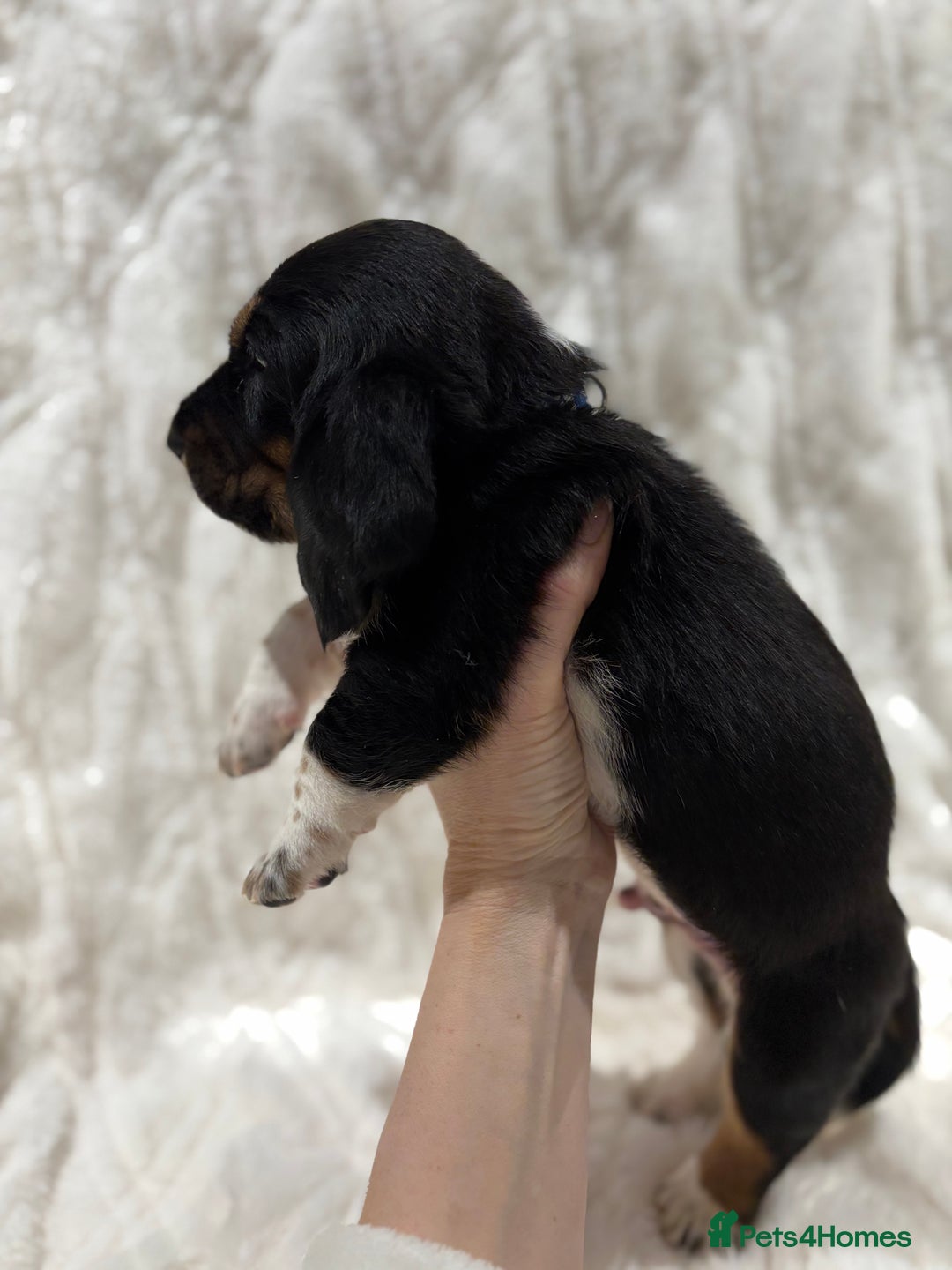 Basset Hound dogs for sale: Bassett hound puppies  - Advert 8