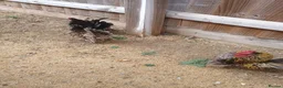 Chickens poultry for sale: Serama chickens in Bedford - Advert 10
