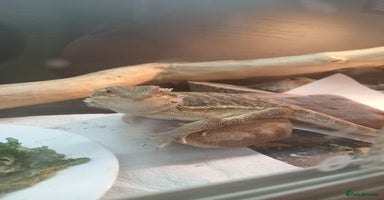Bearded Dragon reptiles - Advert 3