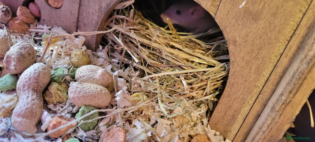 Mouse rodents for sale: Naked mice - Advert 3