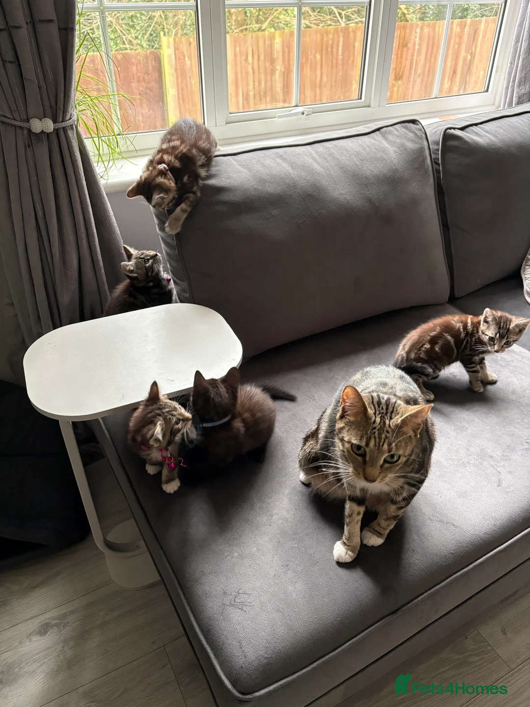 Mixed Breed cats for sale: 5 kittens  - Advert 1