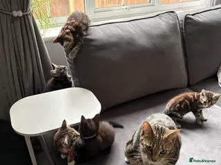 Mixed Breed cats 5 kittens - Advert 3