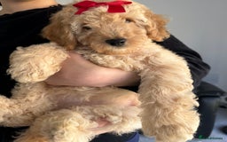 Cockapoo dogs for sale: Beautiful F1b Cockapoo Puppies , Ready Now!  - Image 4