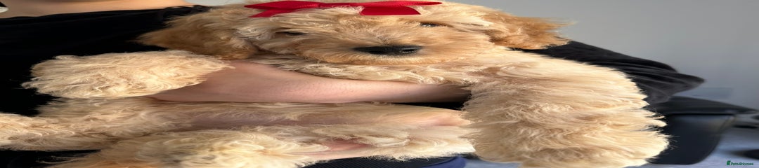 Cockapoo Puppy 2