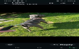 Cane Corso dogs for sale: Cane corso puppies for sale - Image 5