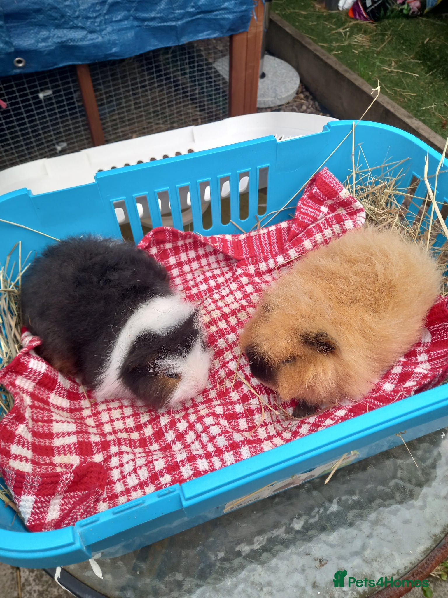 Guinea Pig rodents Swiss baby boys - Advert 1