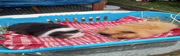 Guinea Pig rodents for sale: Swiss baby boys - Advert 1