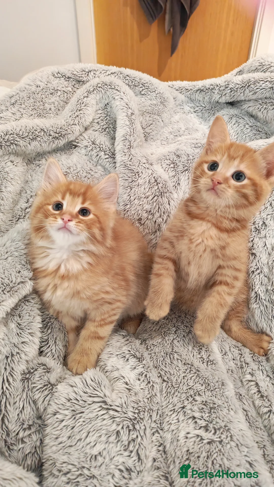 Mixed Breed cats for sale: Adorable fluffy and short hair kittens left - Advert 1