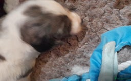 Sprocker dogs for sale: Merle Sprocker Spanials - Image 10