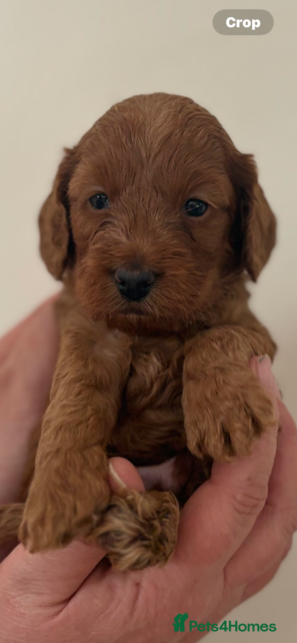 Cavapoo dogs CAVAPOOS RED TOY SIZE  - Advert 1