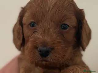 Cavapoo dogs CAVAPOOS RED TOY SIZE - Advert 1