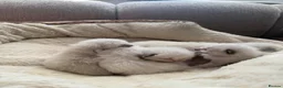 Ragdoll cats for sale: 5 Stunning Ragdoll dolls  - Advert 17