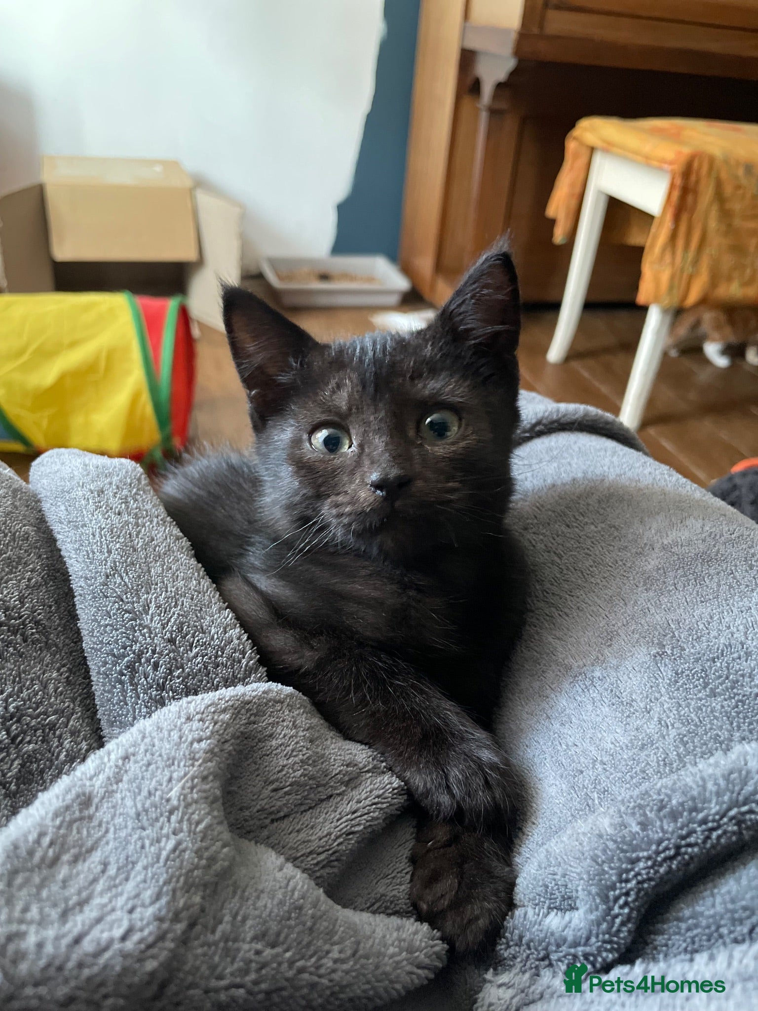 Domestic Shorthair cats Marshmallow, adorable 11 week old girl kitten - Advert 1