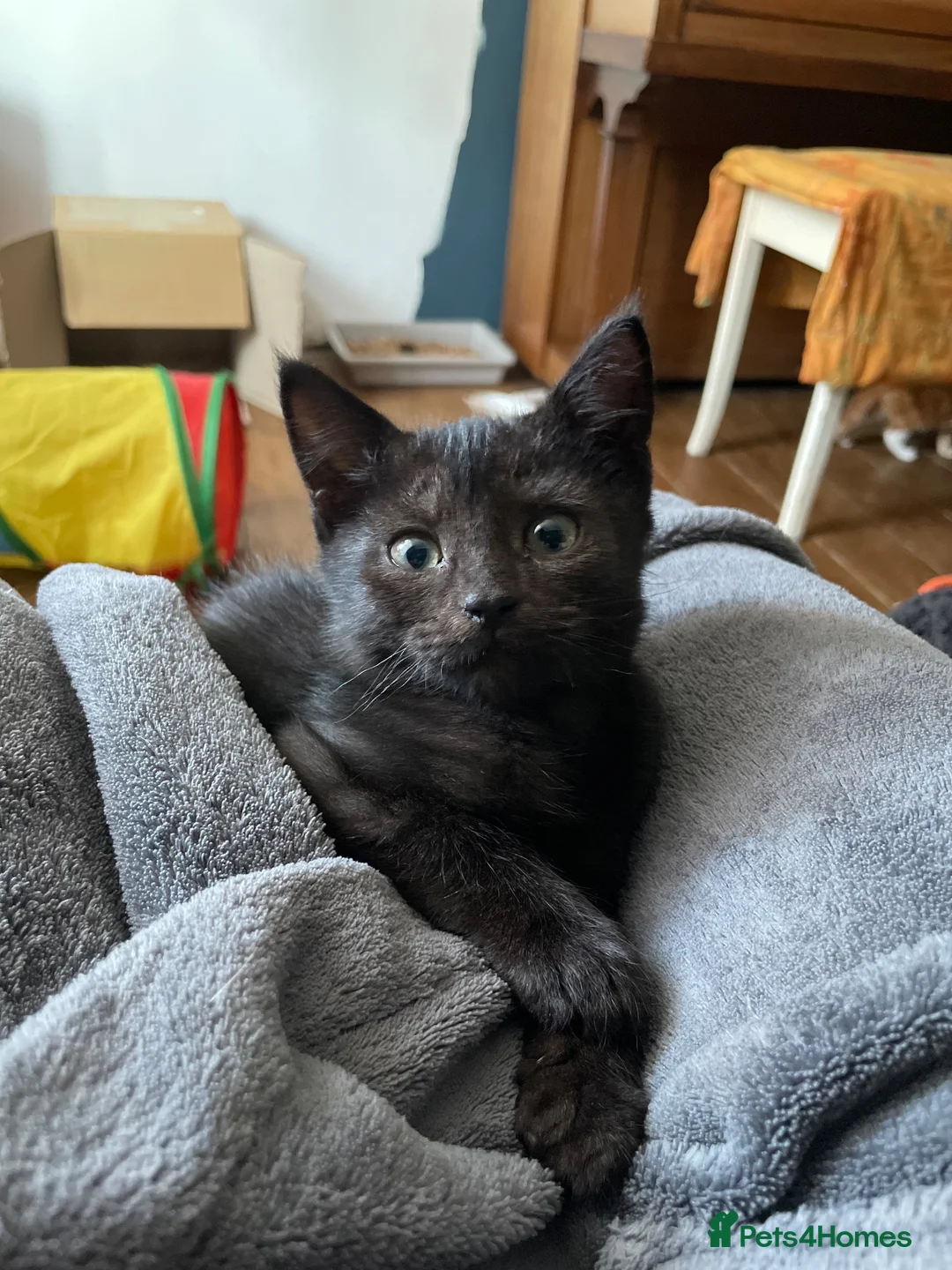 Domestic Shorthair cats for adoption: Marshmallow, adorable 11 week old girl kitten in Reading - Advert 1