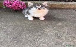 Mixed Breed cats for sale: Kittens for sale please read description  - Image 4