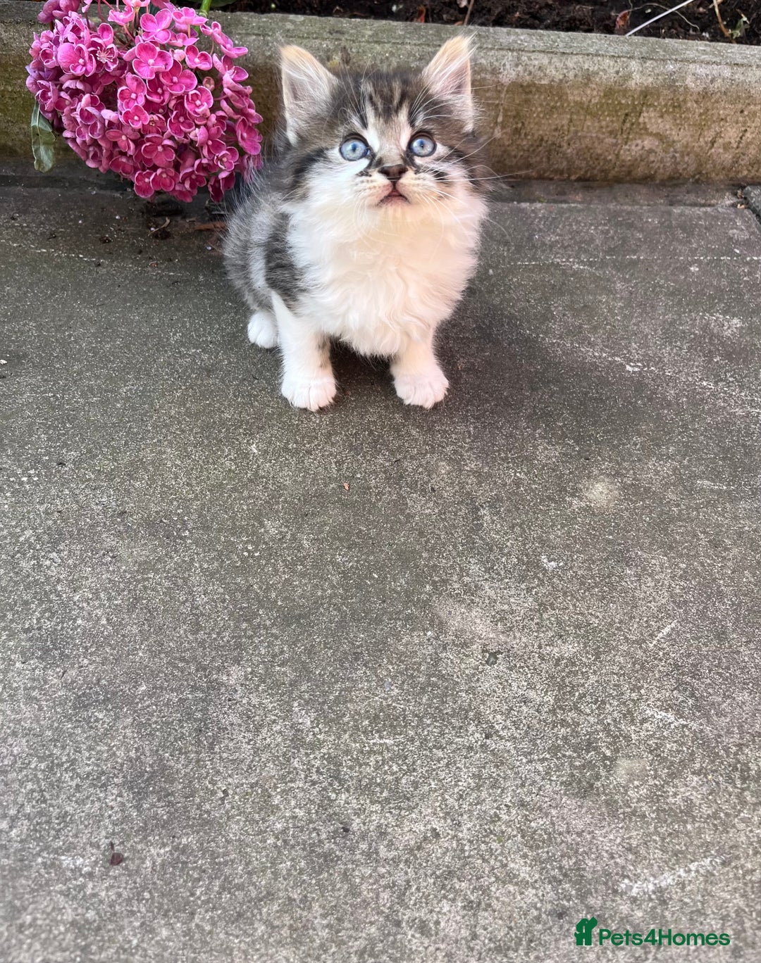 Mixed Breed cats for sale: Kittens for sale please read description  - Image 4