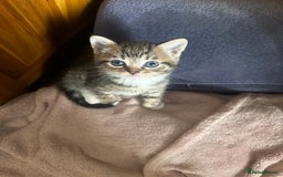 Mixed Breed cats for sale: 6 Of the cutest kittens ever !  - Image 10