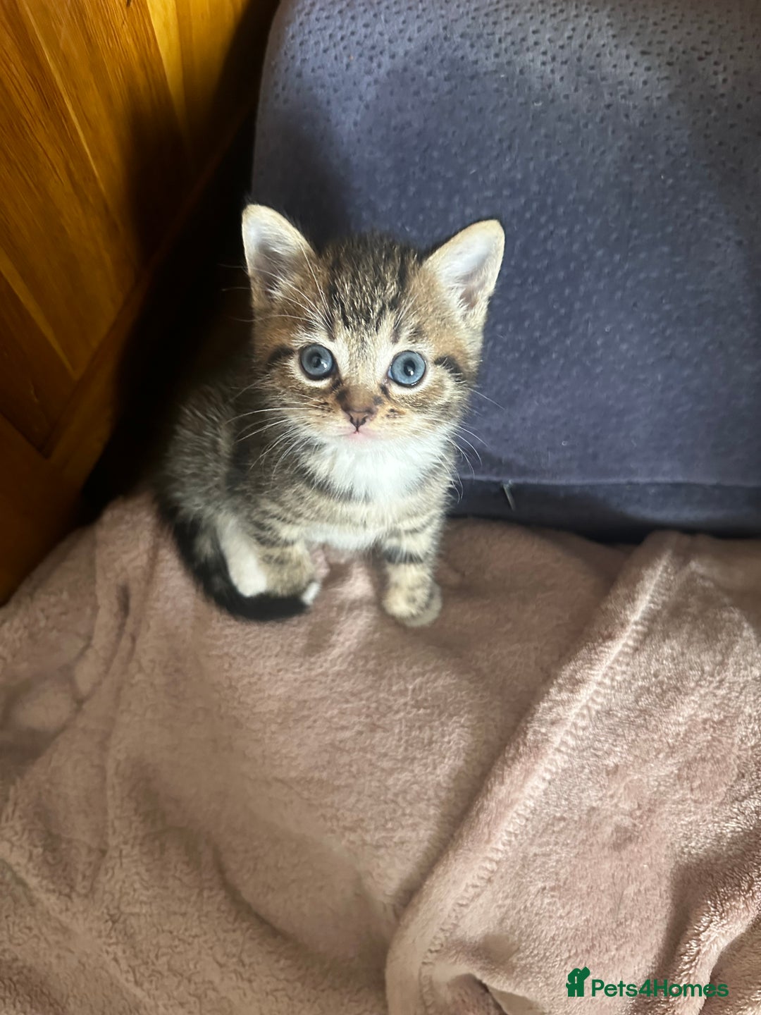 Mixed Breed cats for sale: 6 Of the cutest kittens ever !  - Image 10