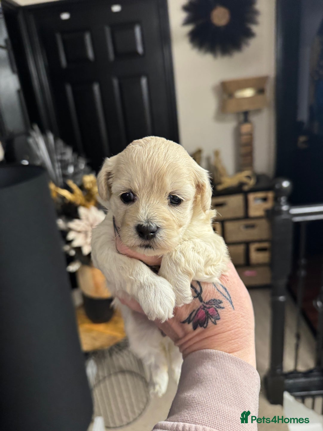 Maltipoo dogs for sale: Teddy bear maltipoo puppies  - Advert 23