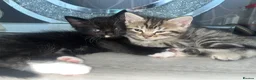 Mixed Breed cats for sale: Black and white kitten £50 - Advert 2